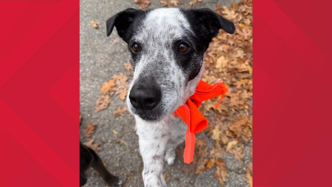 Wardens seek information after dog found shot in York County