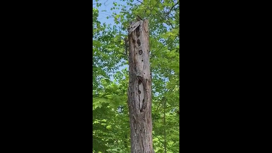 Squirrel Spiral | newscentermaine.com