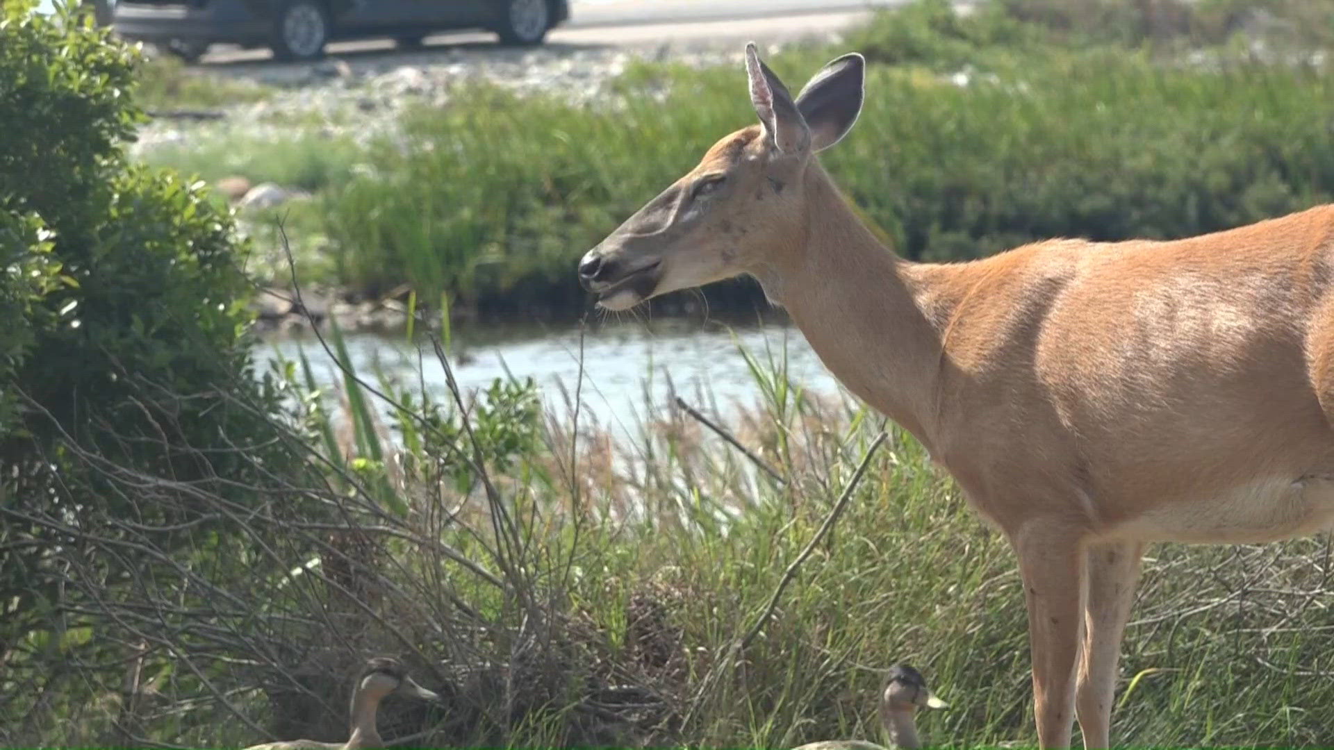 Poposal Examples Proposed Tremont deer hunt sparks debate on Mount Desert Island ...