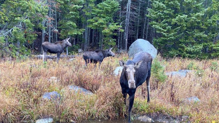 NEAR ME | Maine moose sightings | newscentermaine.com