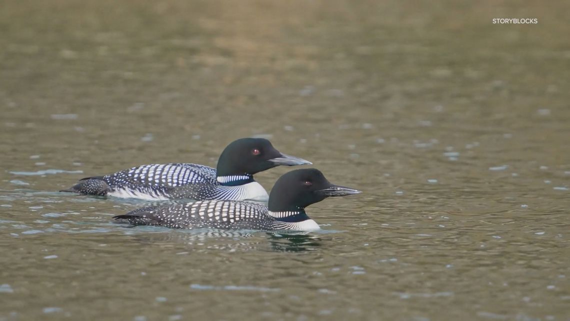 American Birding Association names common loon its 2025 Bird of the ...