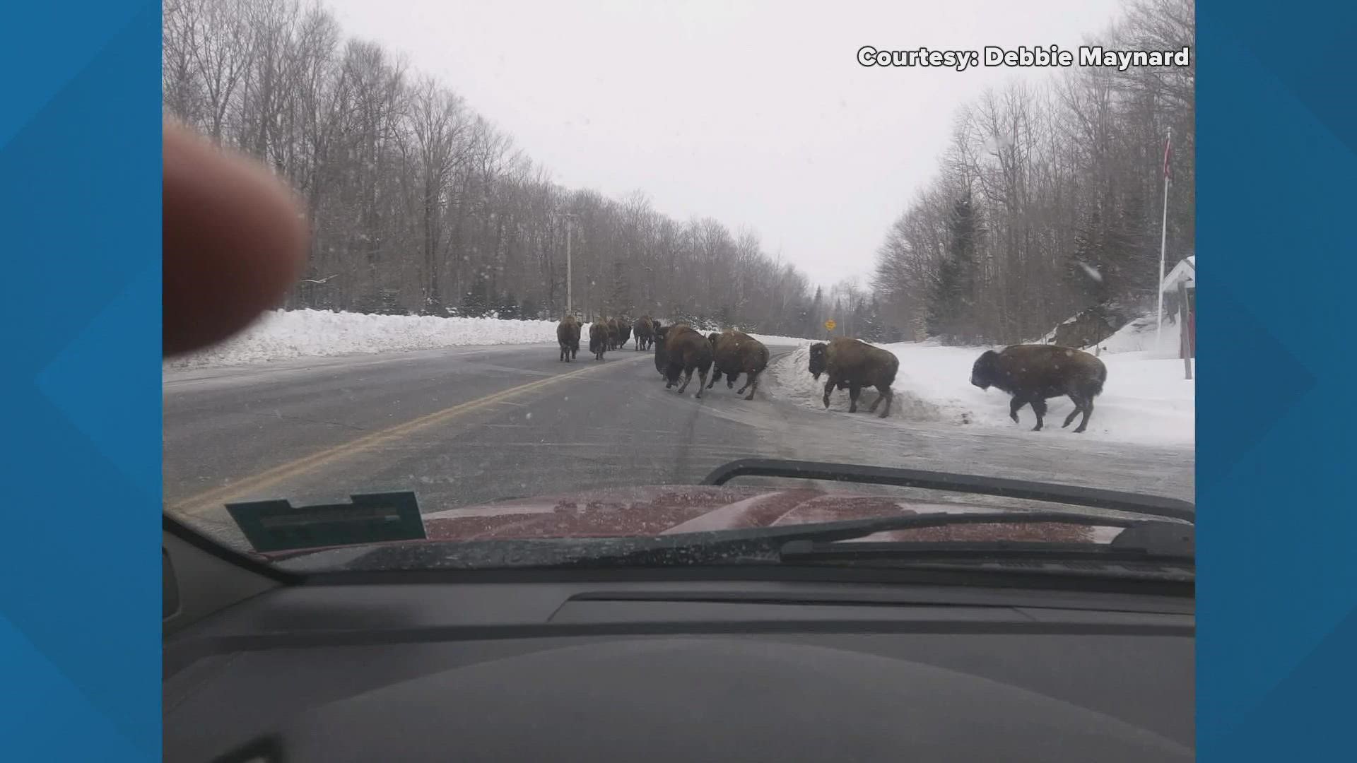 The bison traveled a little over a mile from Fort Fairfield to the Quoggy Jo Ski Center in Presque Isle.