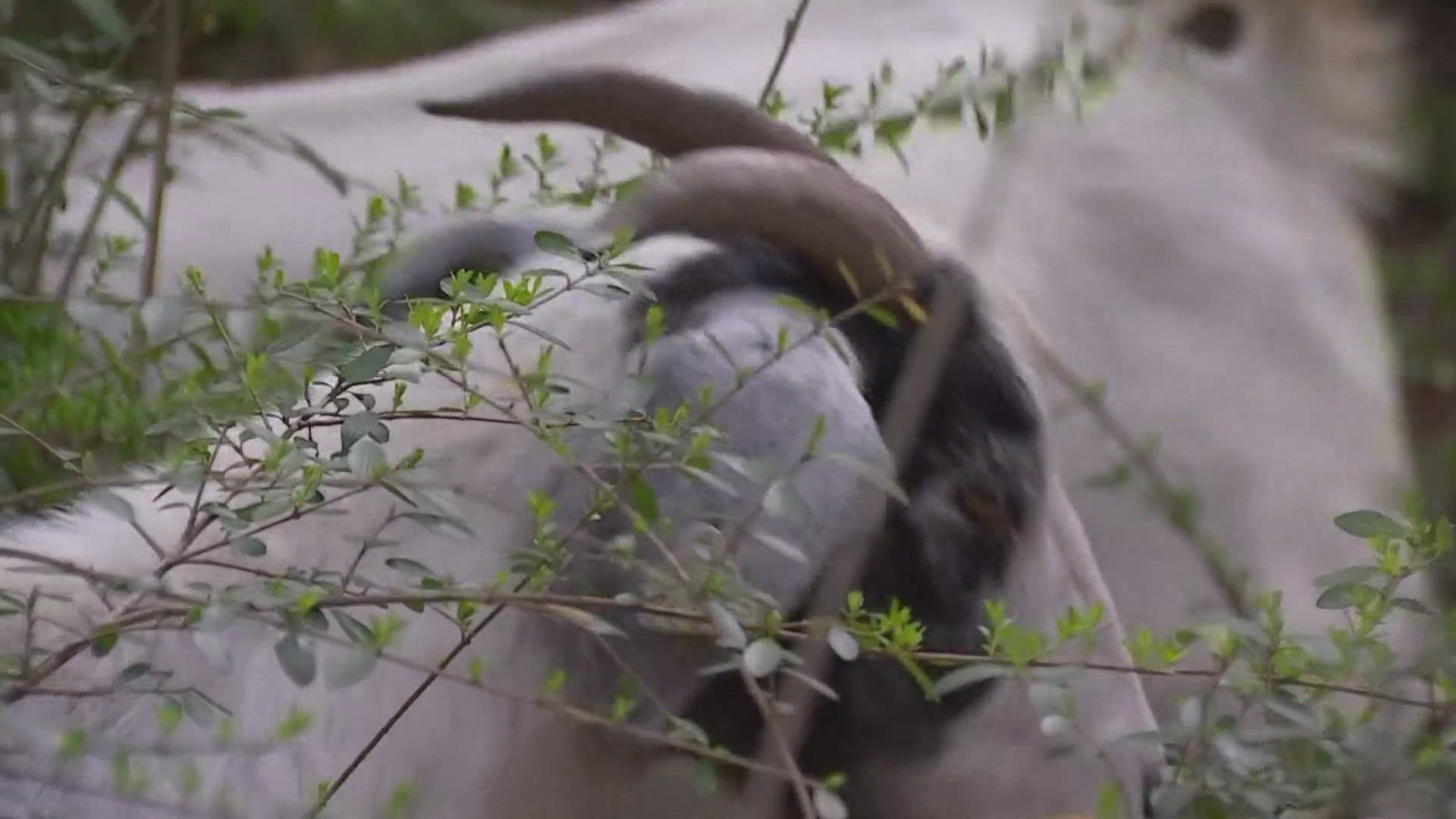 The goats were hired by the city of Arlington, TX to help clear out some vegetation, but apparently they wanted to do some exploring.