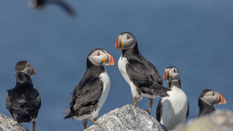 Maine’s puffins are 'doing OK,' but climate change is threatening their food supply