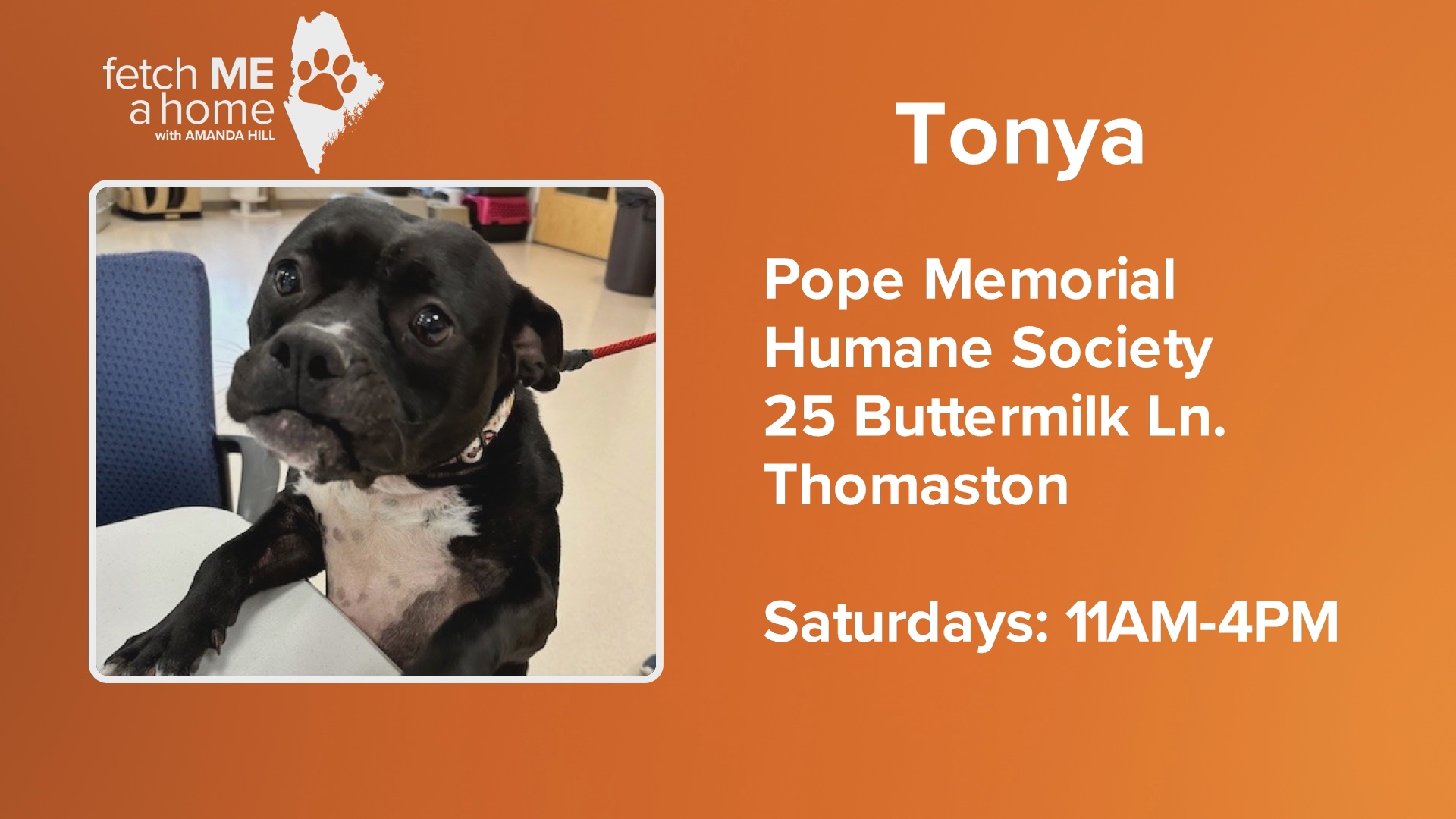 Tonya is a 3-year-old terrier/pit-bull mix who loves all people and snuggles.