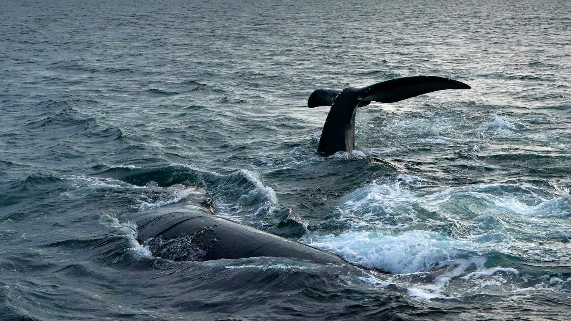 Lobster fishing limit restored by courts to protect endangered whales ...