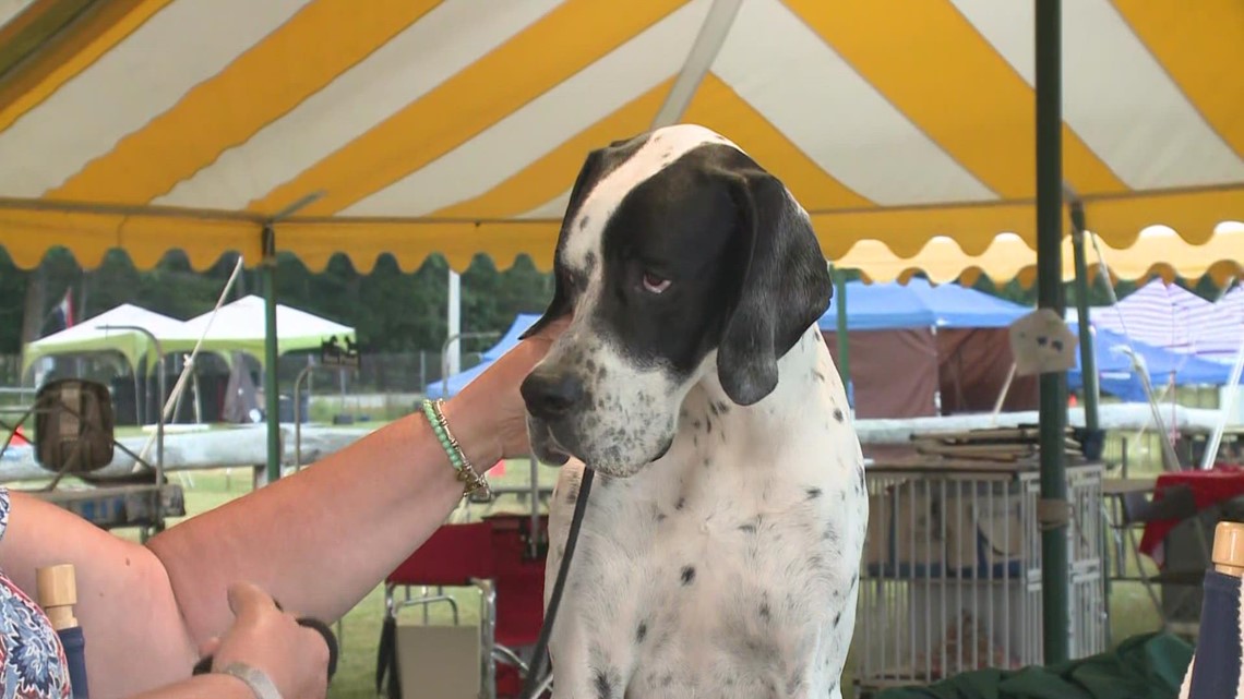 Maine's largest annual dog show is this weekend at the Cumberland Fairgrounds Part 1