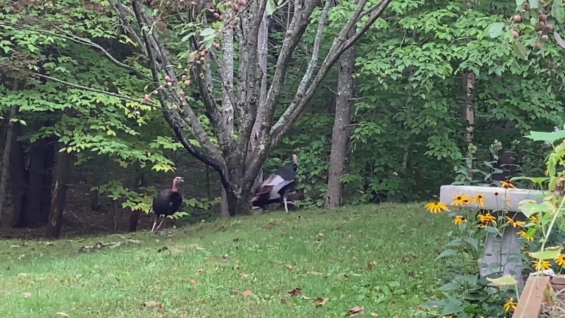 We've all seen a merry-go-round, but may we introduce you to a turkey-go-round? Credit: Donny Couillard