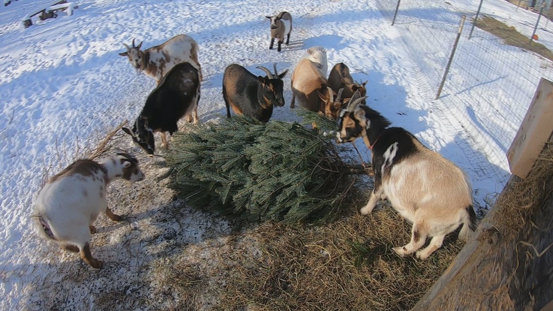 Here's where you can donate your Christmas tree to goats in Maine