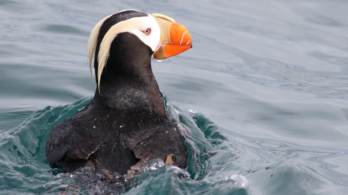 Tufted Puffin, Online Learning Center