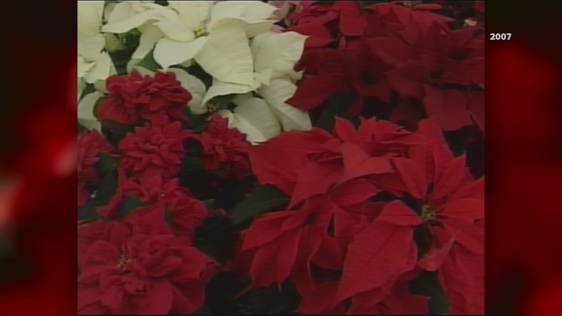 Chris Facchini broke down the different types of poinsettias back in 2007. 