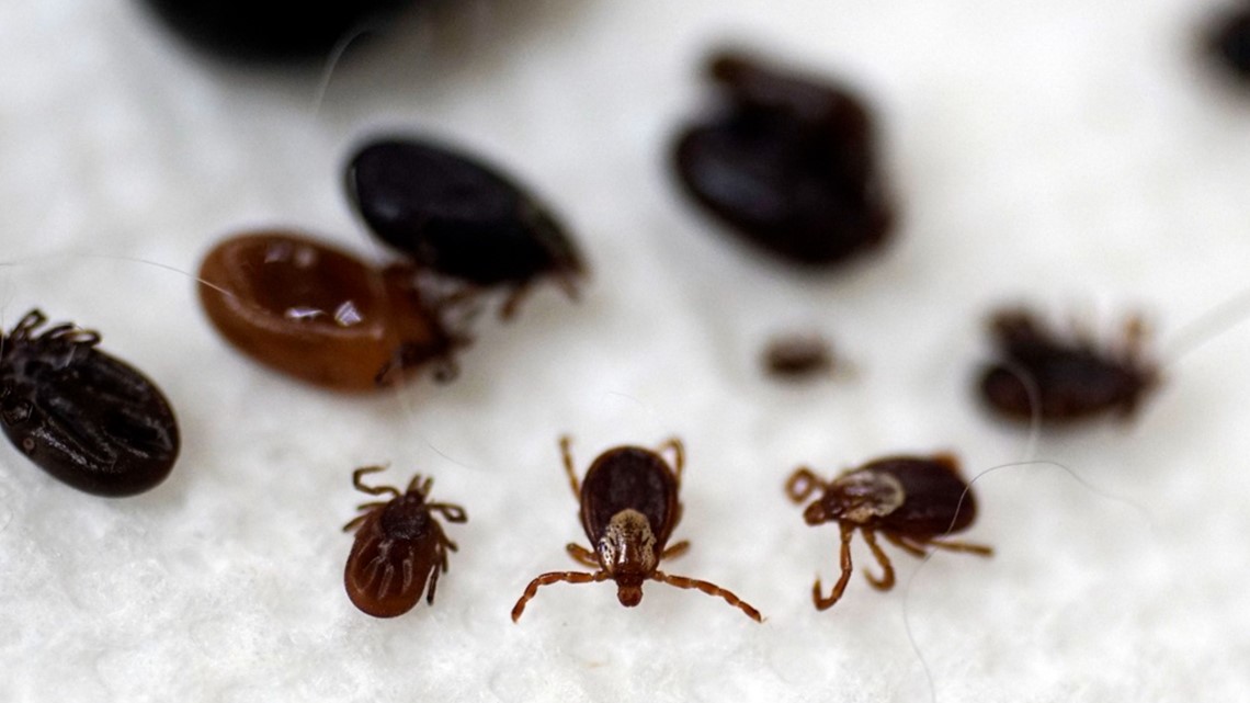 Lyme disease cases in Maine set new record in 2023