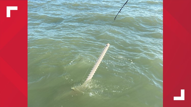 Hampden man catches rare, prehistoric sawfish on Florida vacation