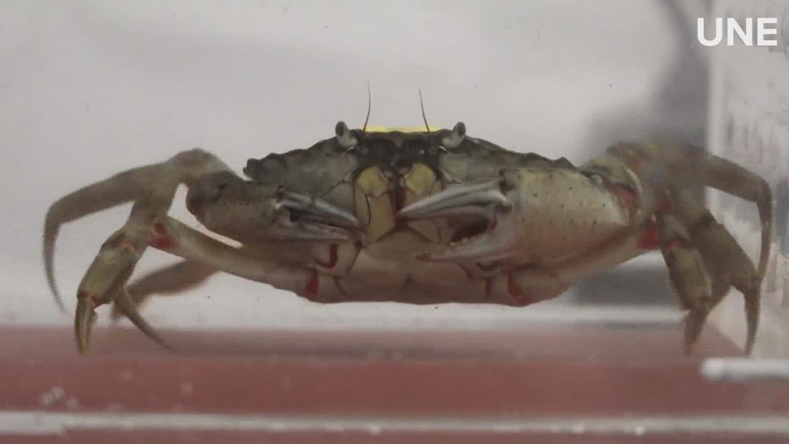 Predatory green crabs adapt to warming waters, putting soft-shell clams at higher risk