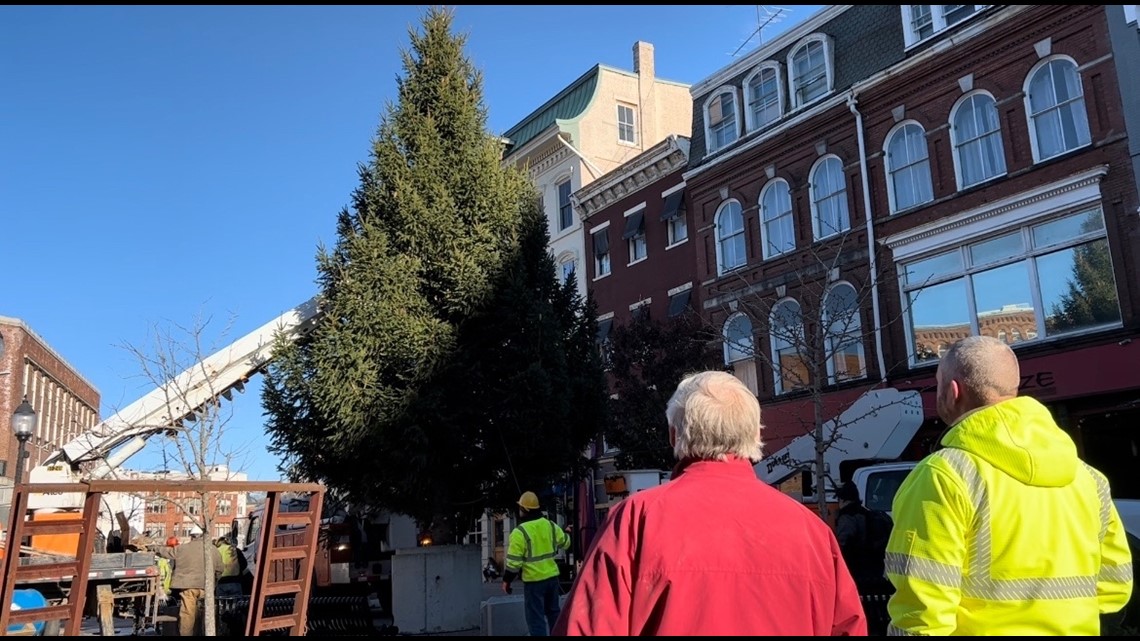 'Tis the Season Bangor's XMas tree delivered downtown