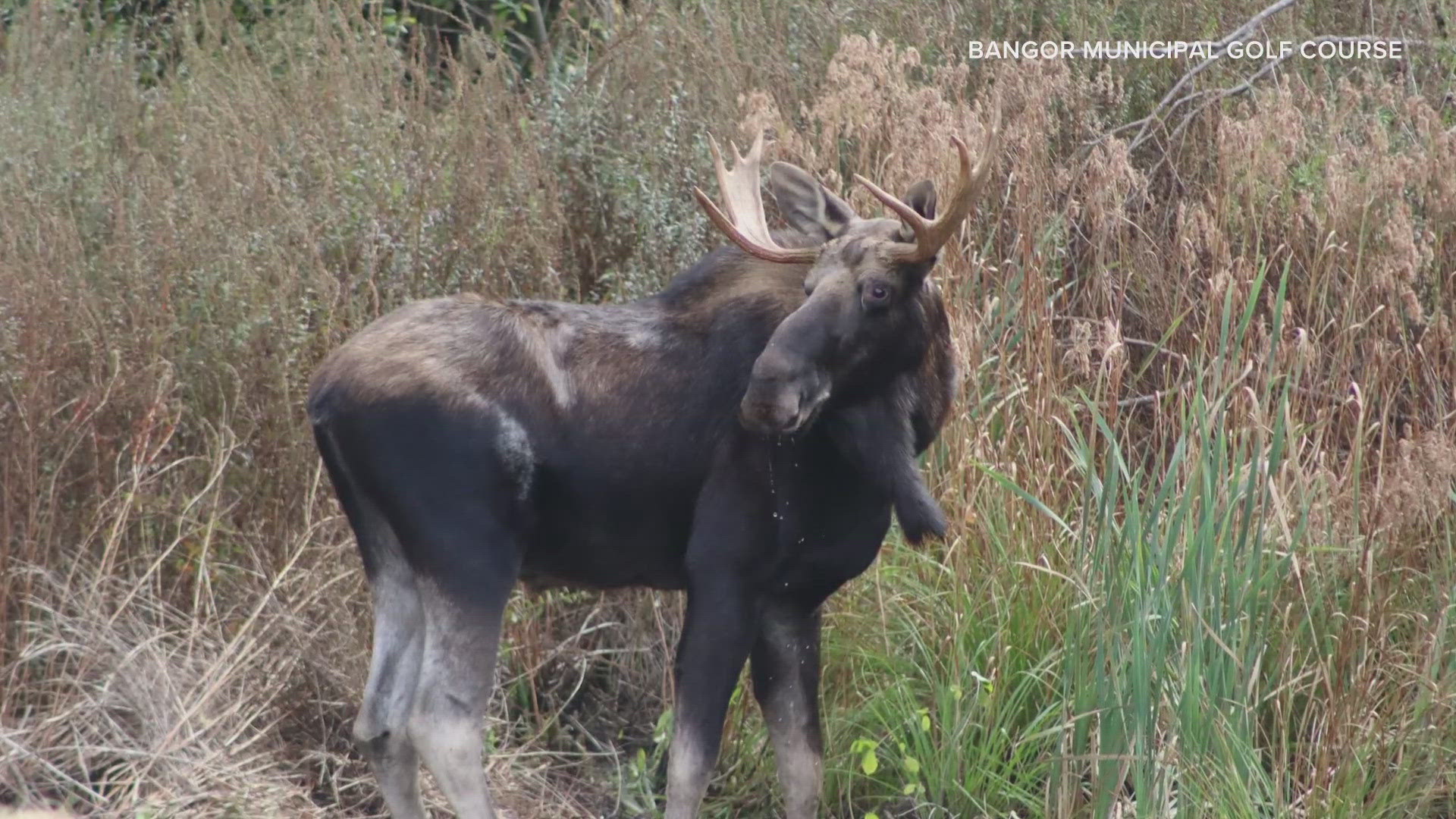 A moose was spotted on the Bangor Municipal Golf Course earlier this week, and another moose was rescued after getting stuck in a backyard pool in New Hampshire.