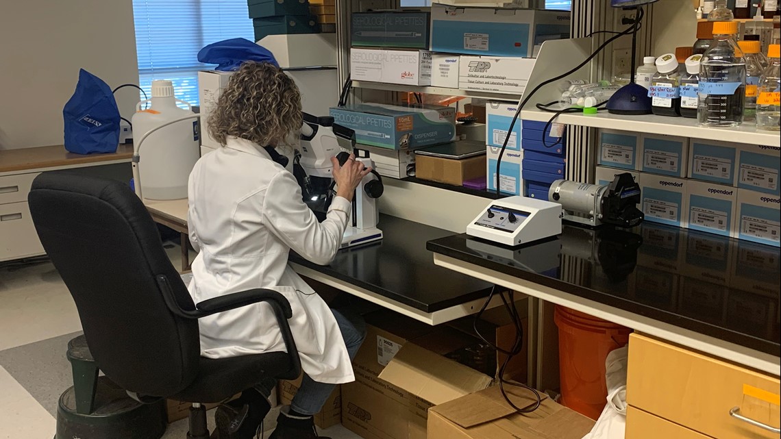 UNE researchers studying ways to ease chemotherapy pain - Vimarsana News