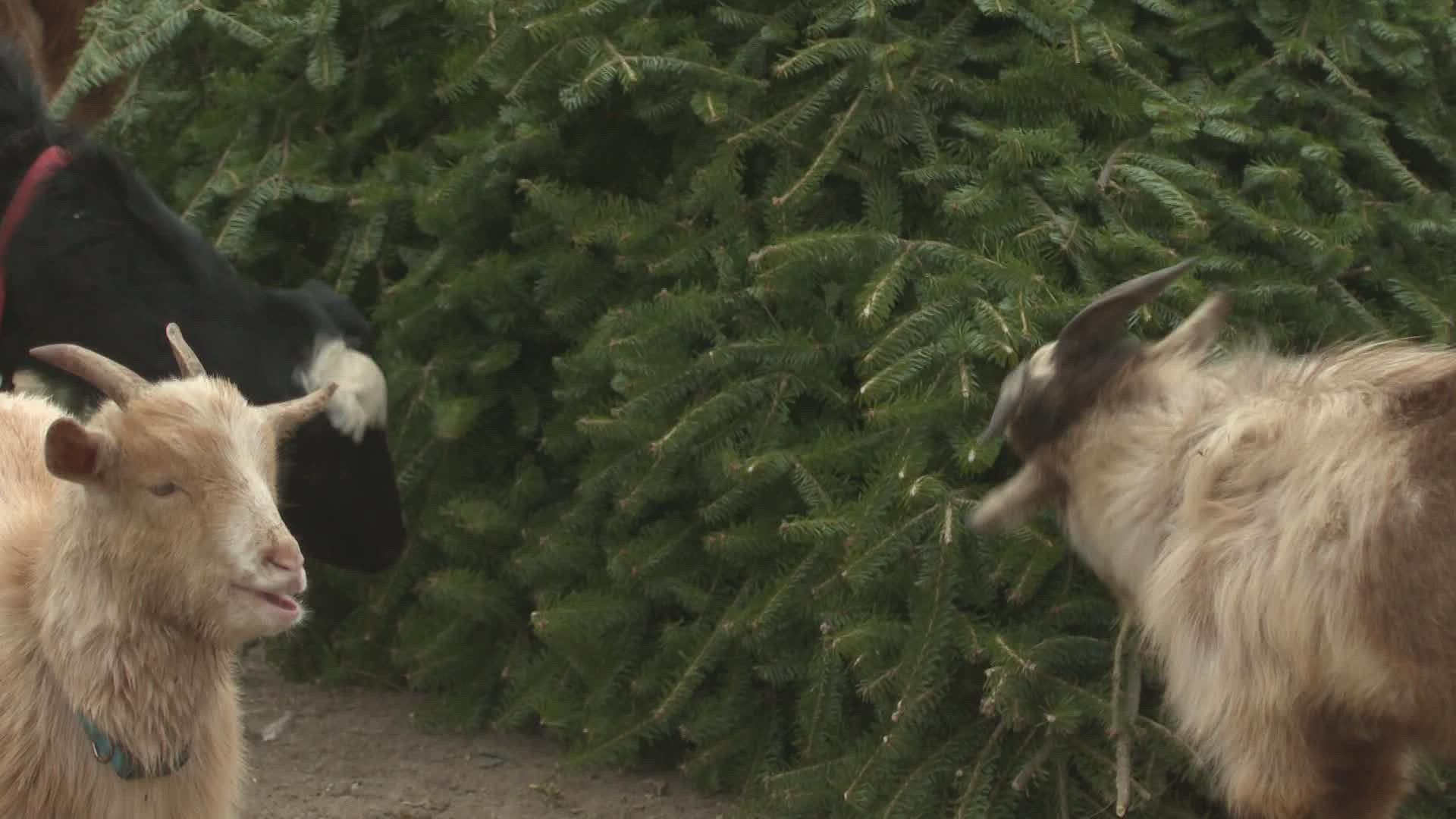 Across Maine, farms and animal rescues can make good use of donated Christmas trees.