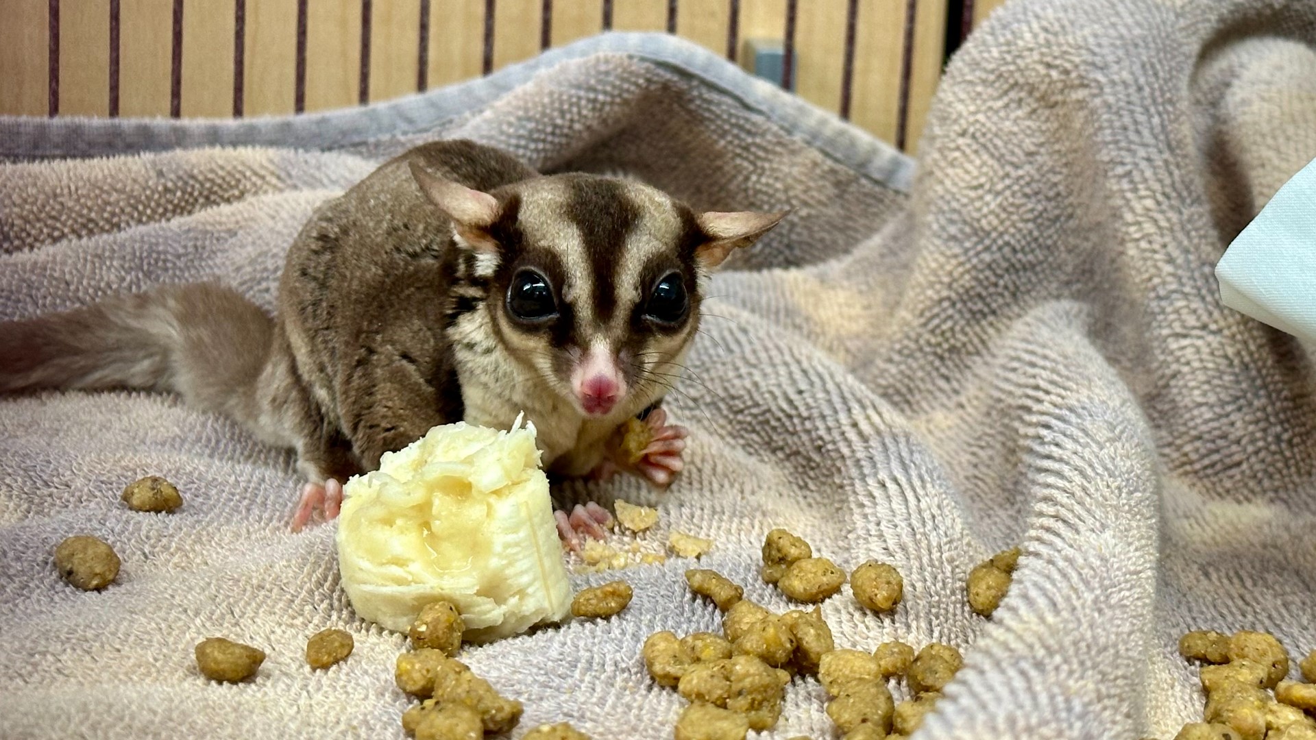 Sugar gliders rescued by New Hampshire SPCA