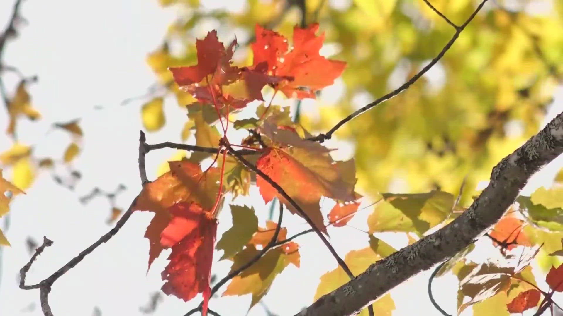 The days are getting shorter, the weather is getting colder, and the leaves are changing colors. Here's how businesses in Millinocket and elsewhere are preparing.