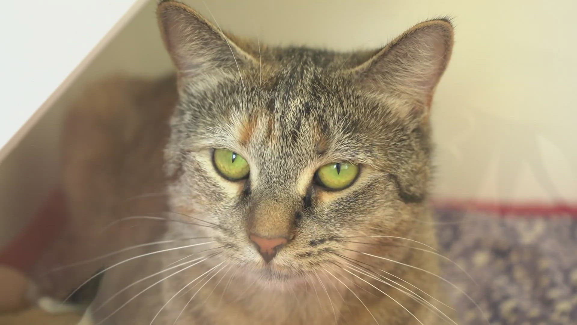 July 28 through Aug. 3, the animal shelter in Augusta will waive adoption fees for cats six months and older.