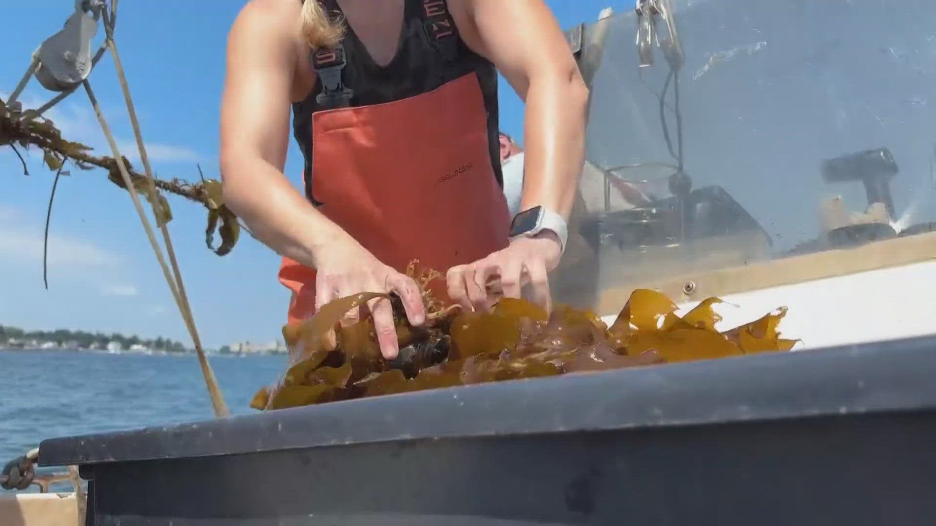 The owners of Cold Current Kelp, based along Maine's border, have found ways to take advantage of seaweed's properties to use in skincare.