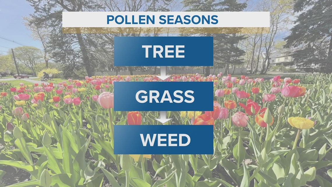 Allergy season is ramping up in Maine. Here's how you can combat it