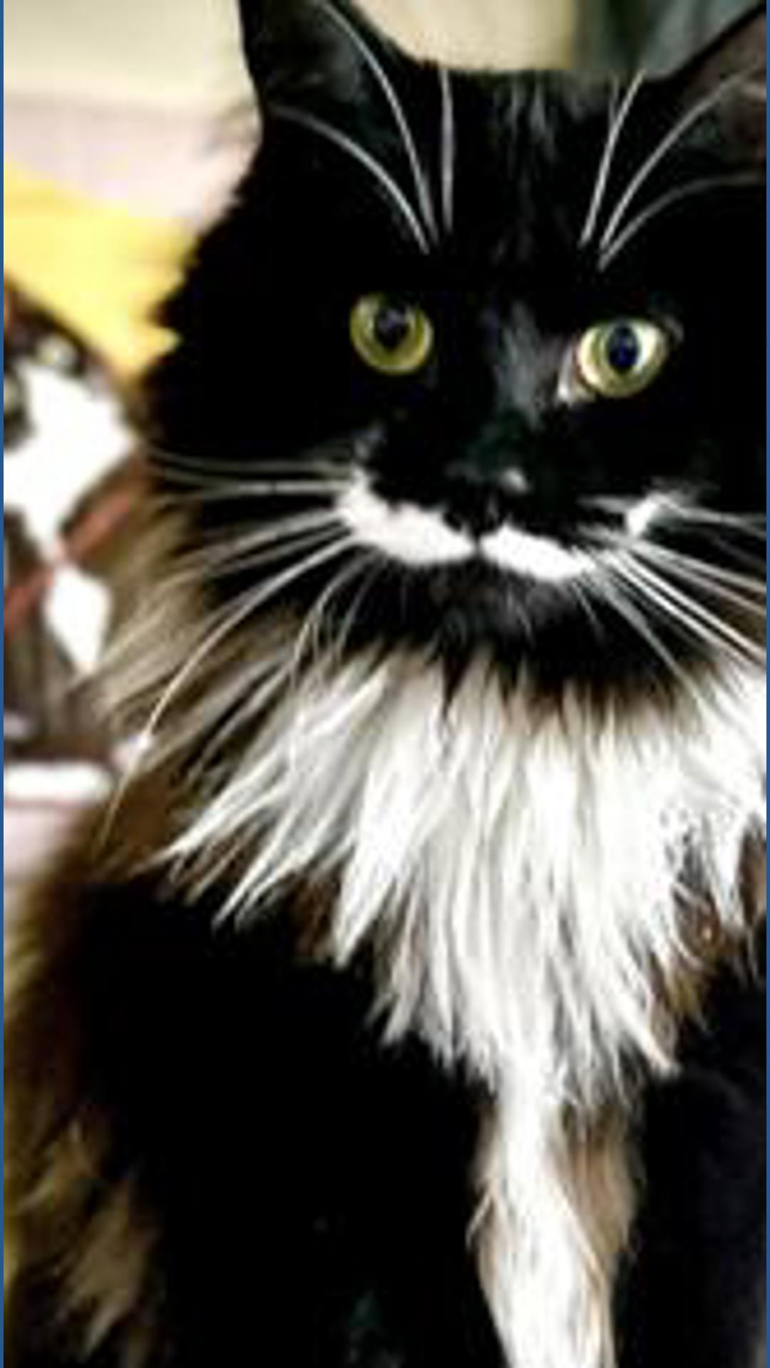 Maine rescue cat ‘Charlie’ is pawing her way toward a national magazine cover