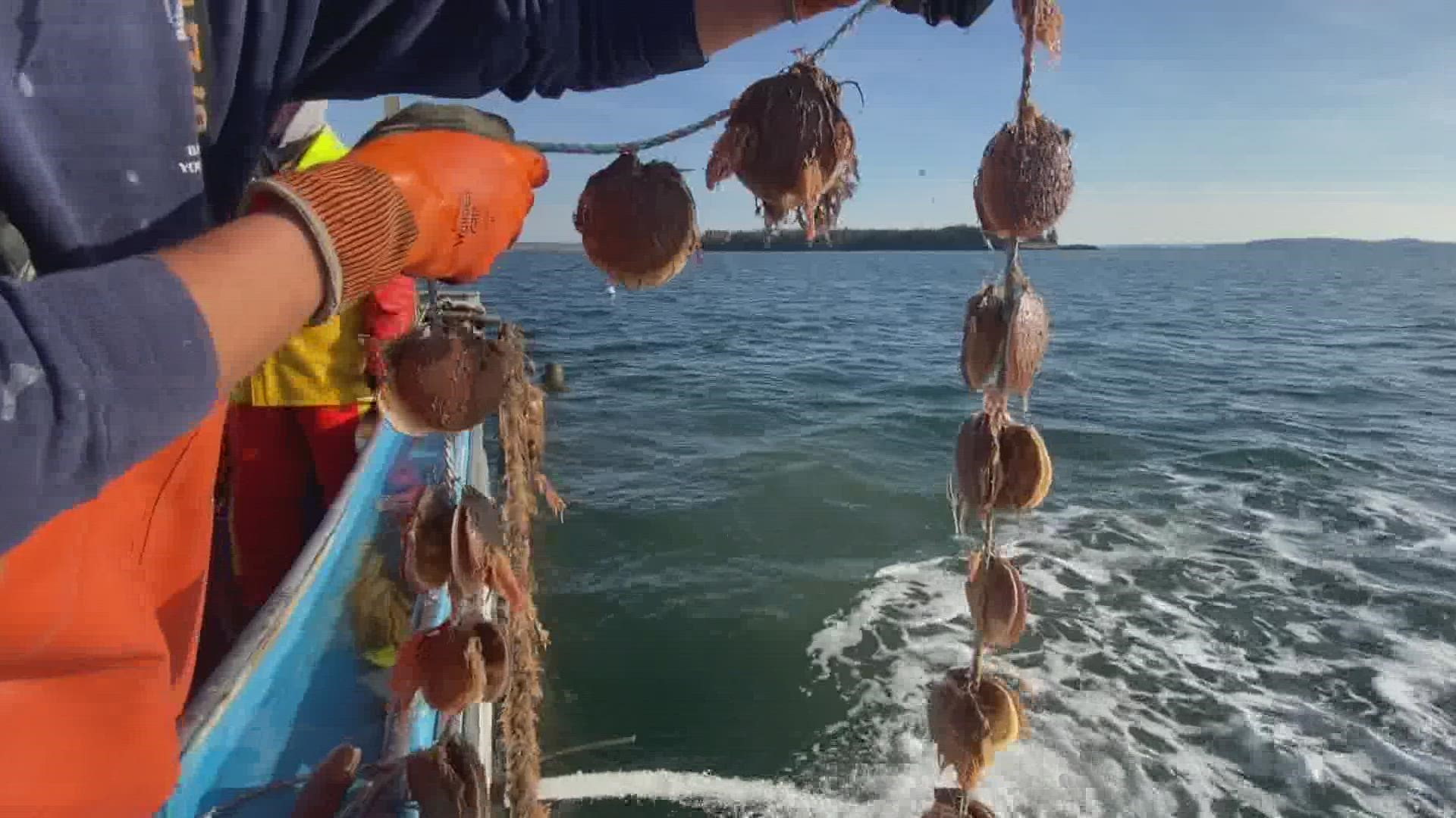 Scallops can clean seawater around them. But combatting effects from climate change like storm surge and warming waters pose a potential threat.