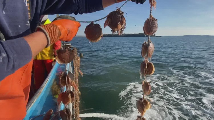 Maine could see major growth in the scallop farming industry. Here's why.