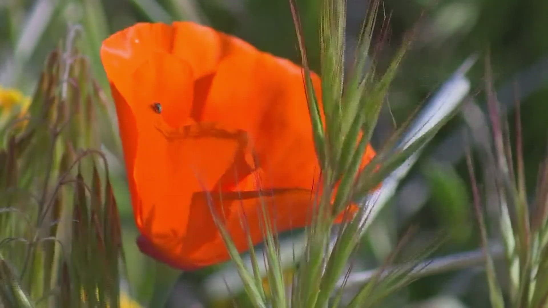 Due to the snow and rain California faced this winter, an incredible explosion of wildflowers has appeared across the state.