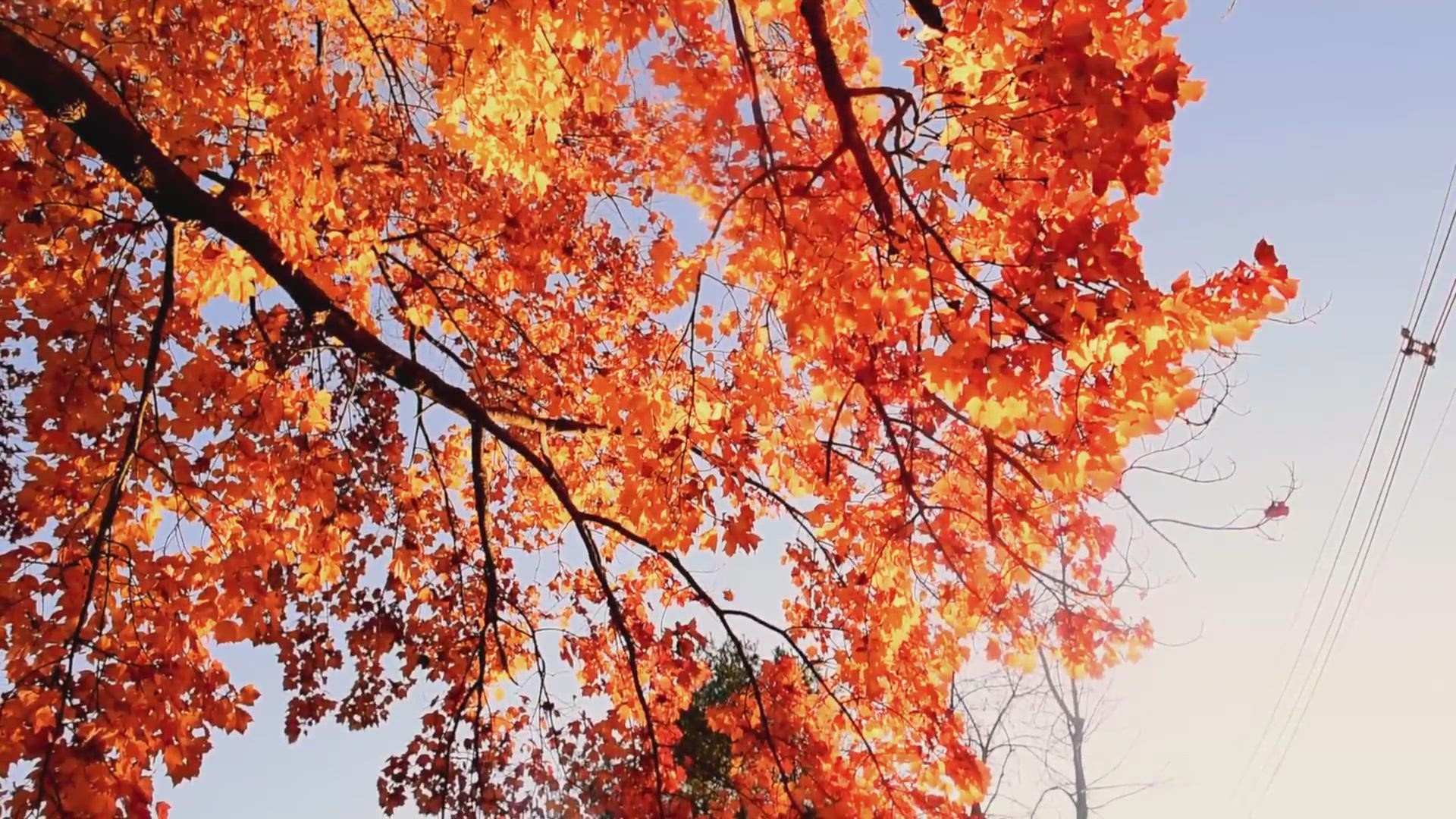 Maine foliage conditions reaching peak in latest foliage report
