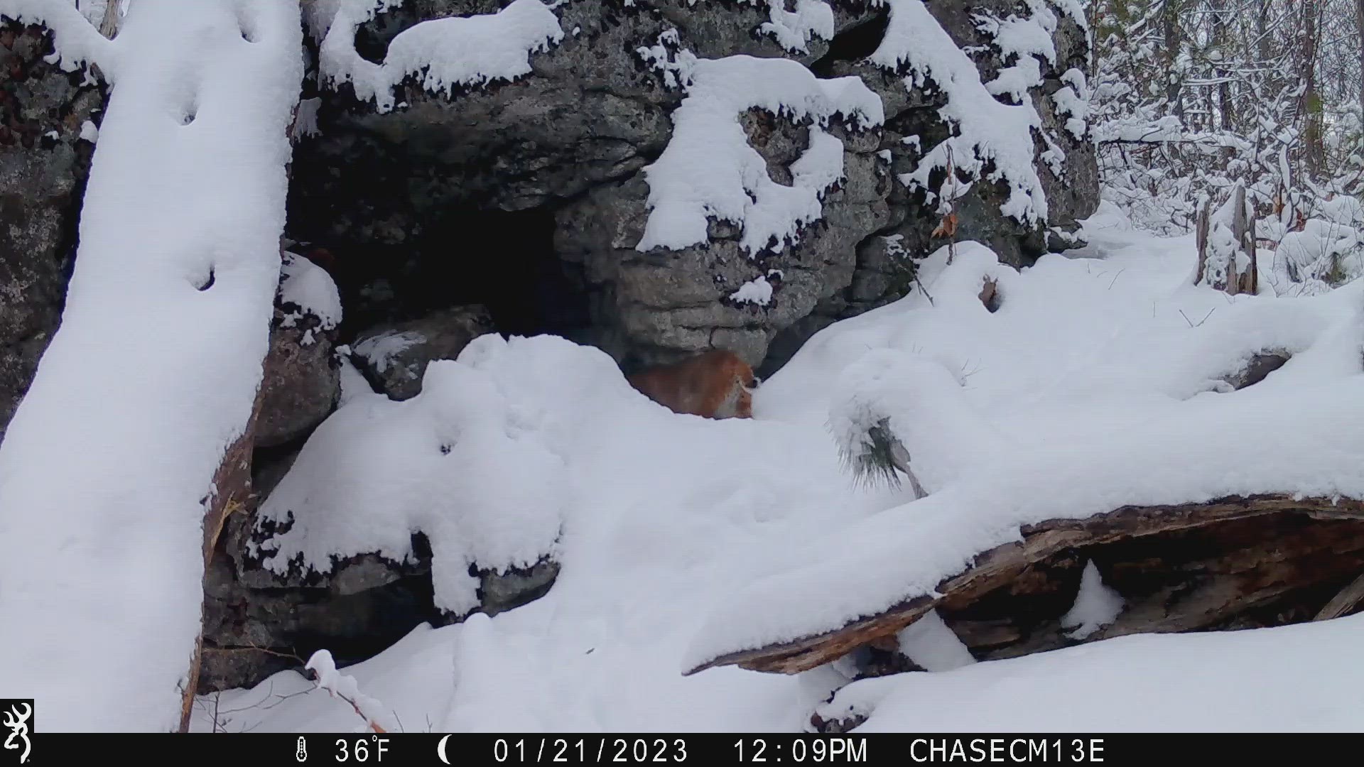 A game cam shows a Maine bobcat escaping a coyote.