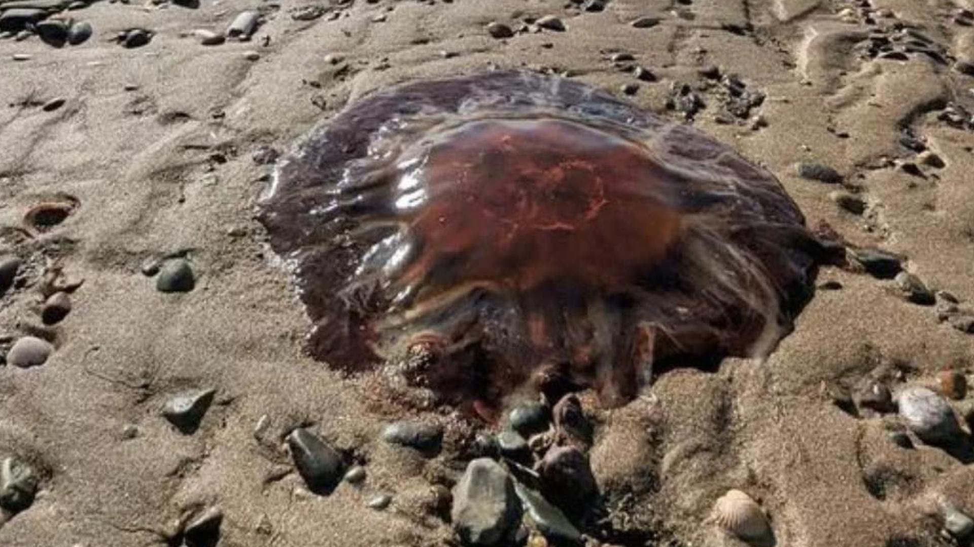 Unusually high numbers of jellyfish are appearing along Maine’s shoreline, prompting caution from local communities and curiosity from scientists.
