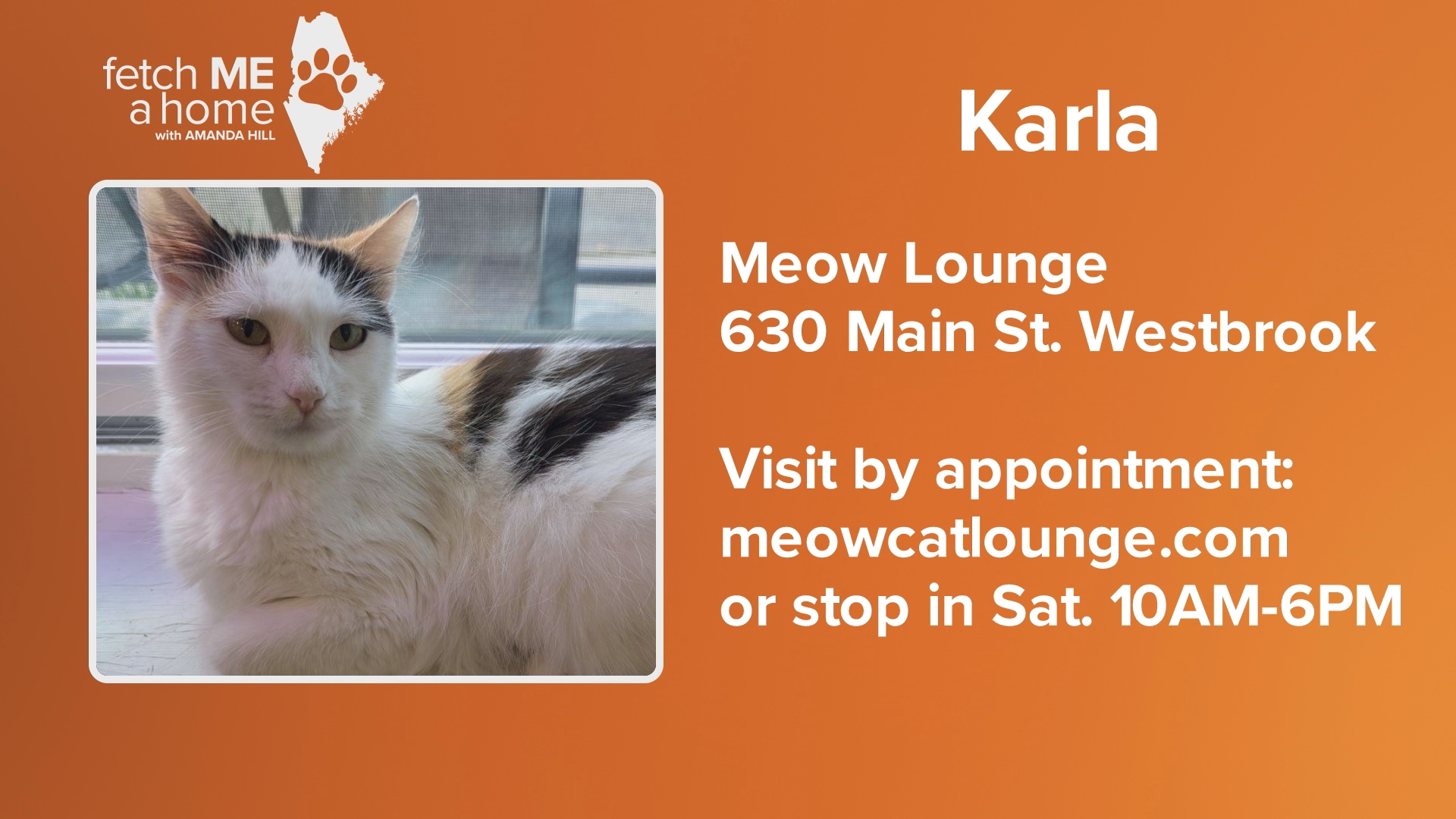 Karla is two-years-old and has a very sweet disposition. If you're looking for a cat who loves a lap cuddle, this is the one for you.