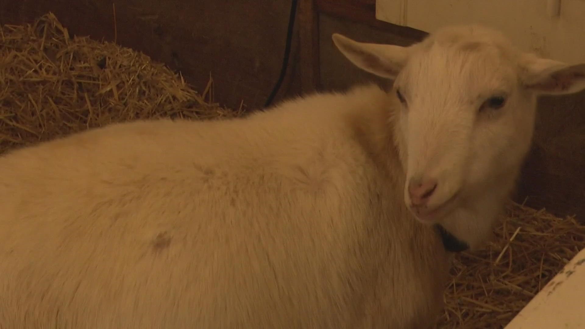 Goat grams are now a hot commodity, according to a North Carolina farmer.