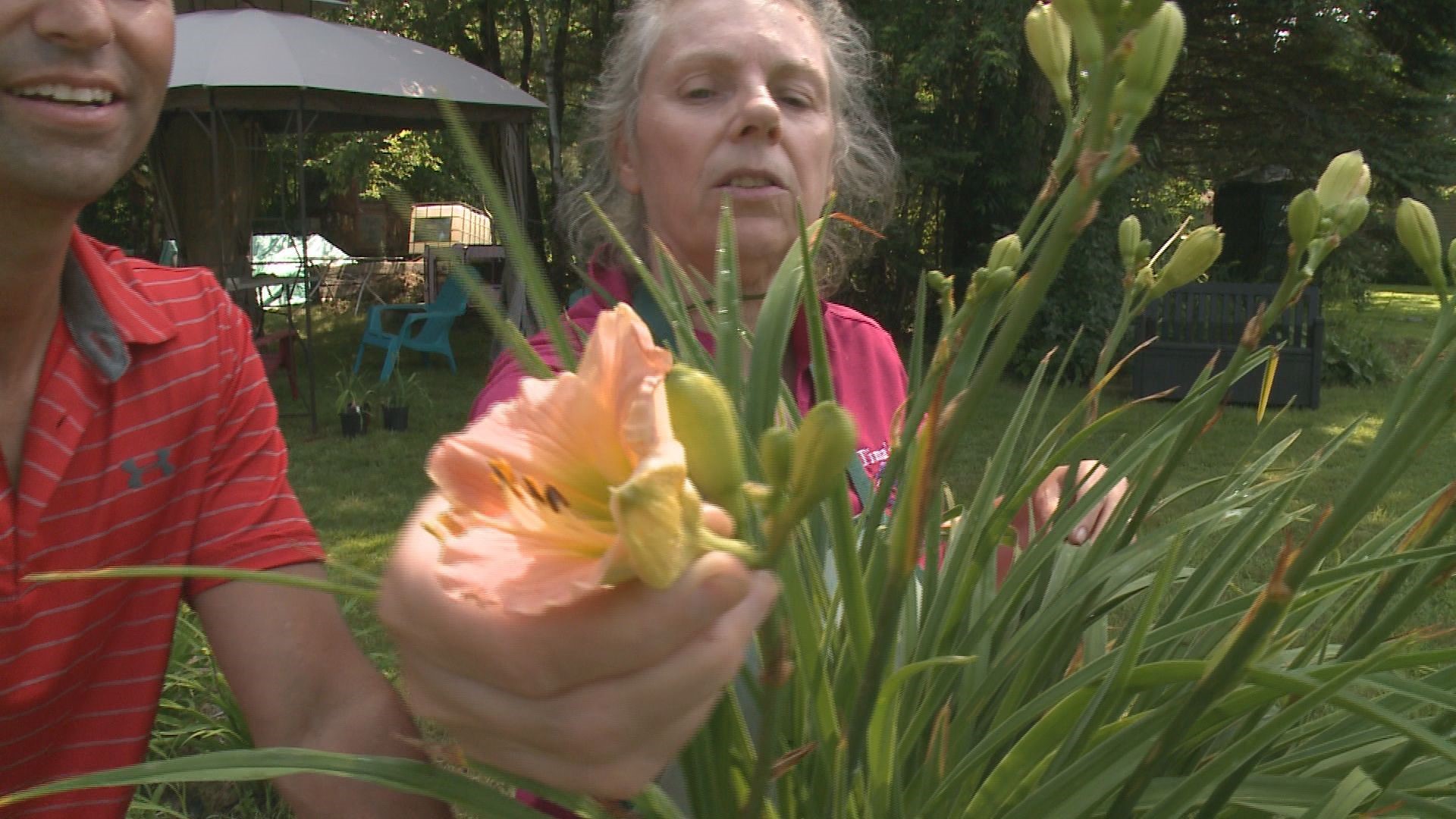 Gardening with Gutner learns how to take care of daylilies ...