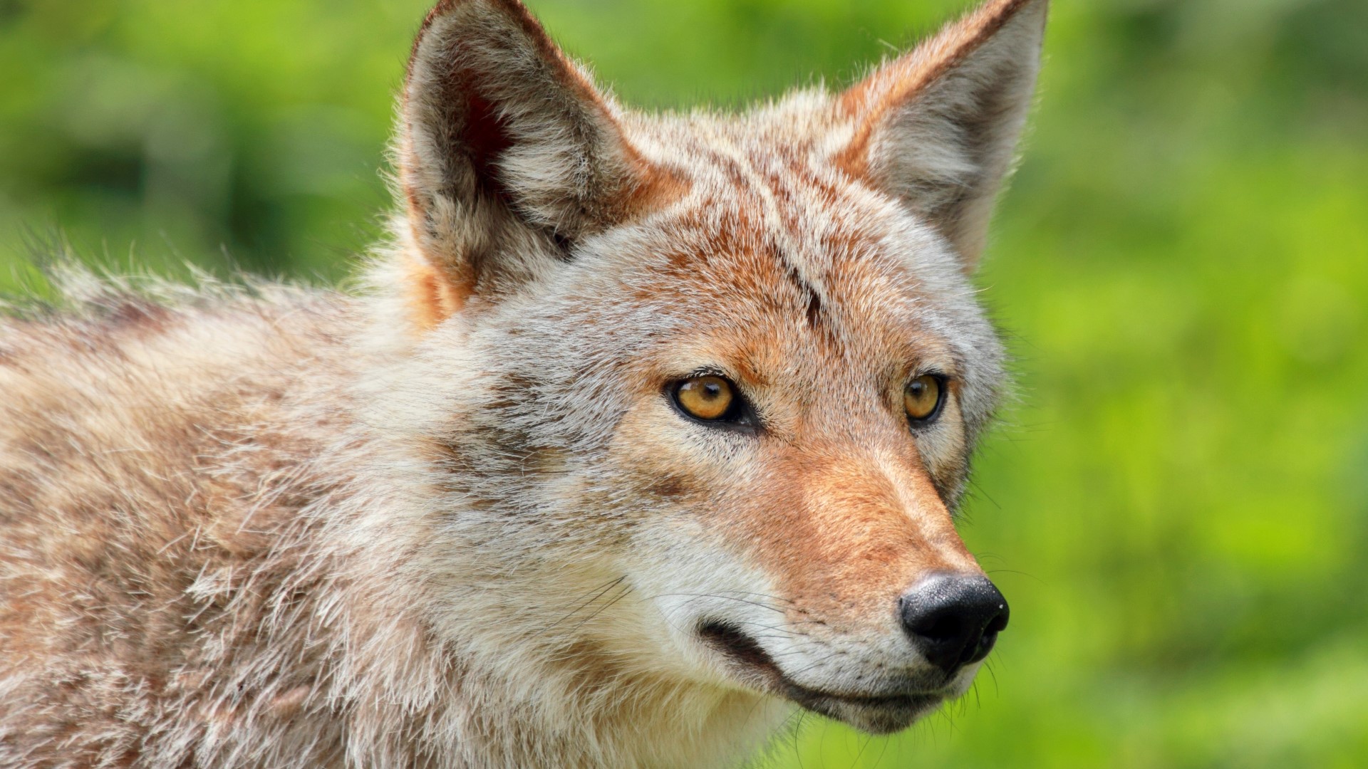 The same coyote is believed to have attacked a dog walker the day before, officials said.