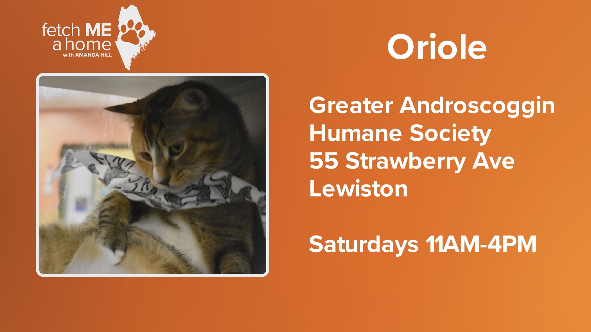 As a so-called "longterm resident," Oriole is more than ready for his next adventure. He needs someone who understands the needs of a sometimes moody cat.