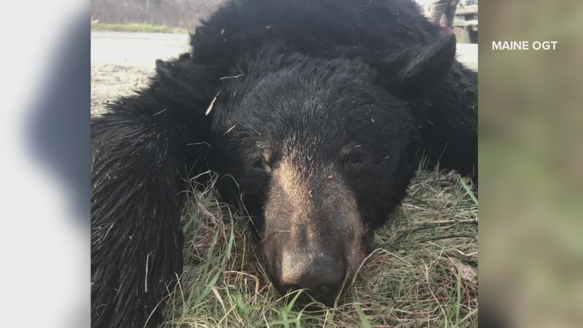 The Maine Warden Service learned Tuesday that a black bear had been shot and killed, then dumped off a bridge in LaGrange.