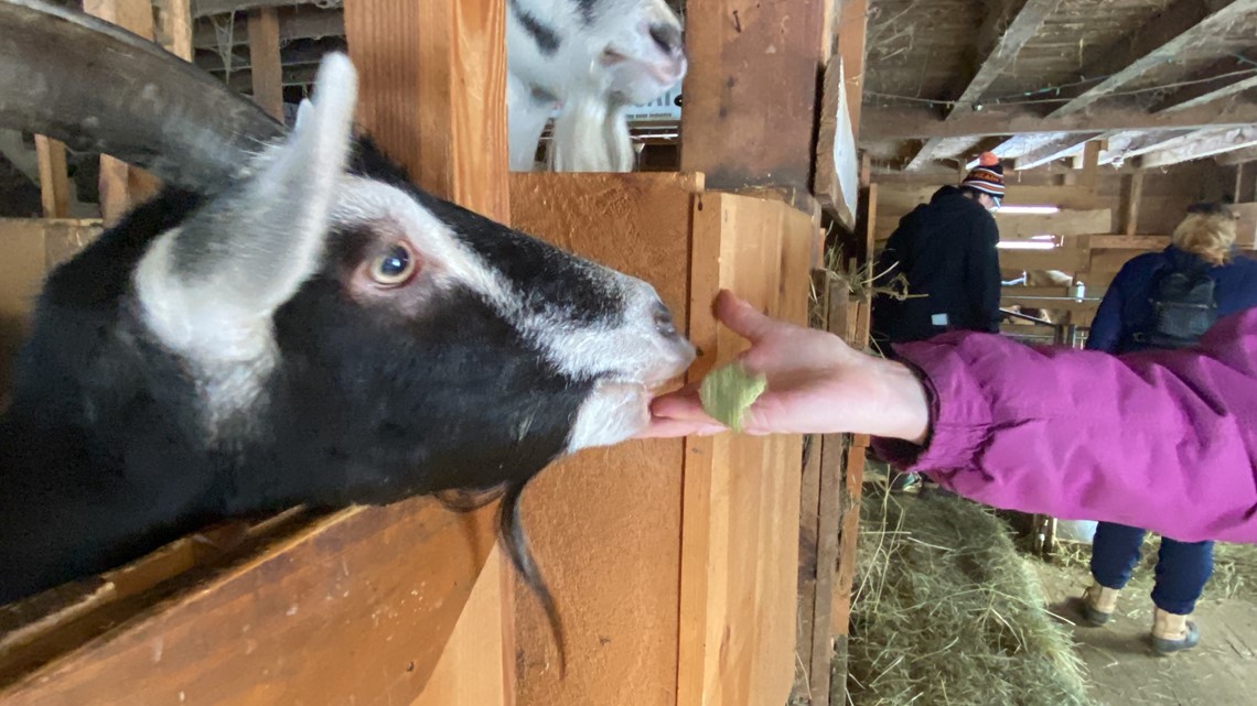 Gray farm hosts 'Open Barn Day' to bring in winter tourism - Vimarsana News