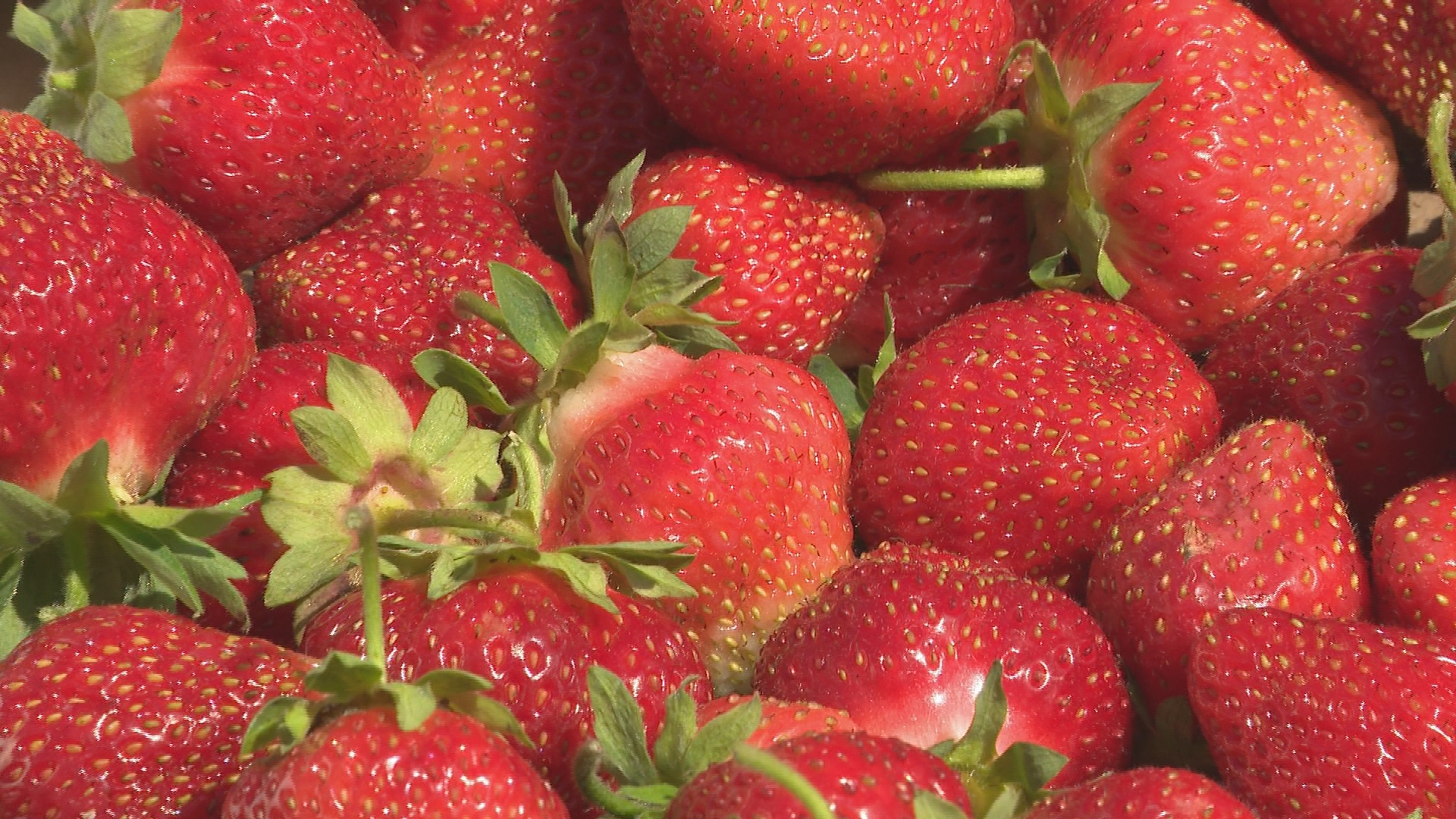 Gardening with Gutner talks to a berry expert on how to grow your own strawberries.