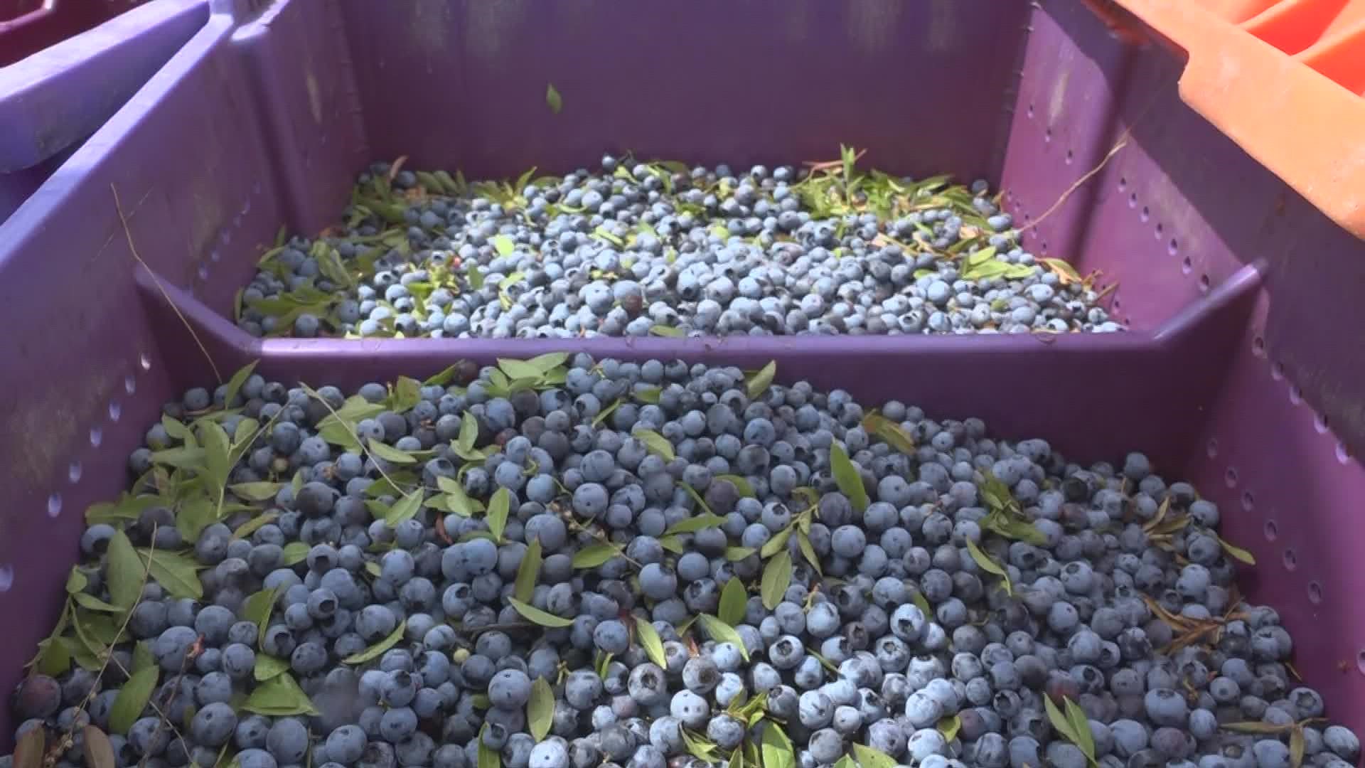 14 farms around the state participated in the second annual event promoting wild blueberry farms. Farmers said new farmers are needed to keep the industry alive.