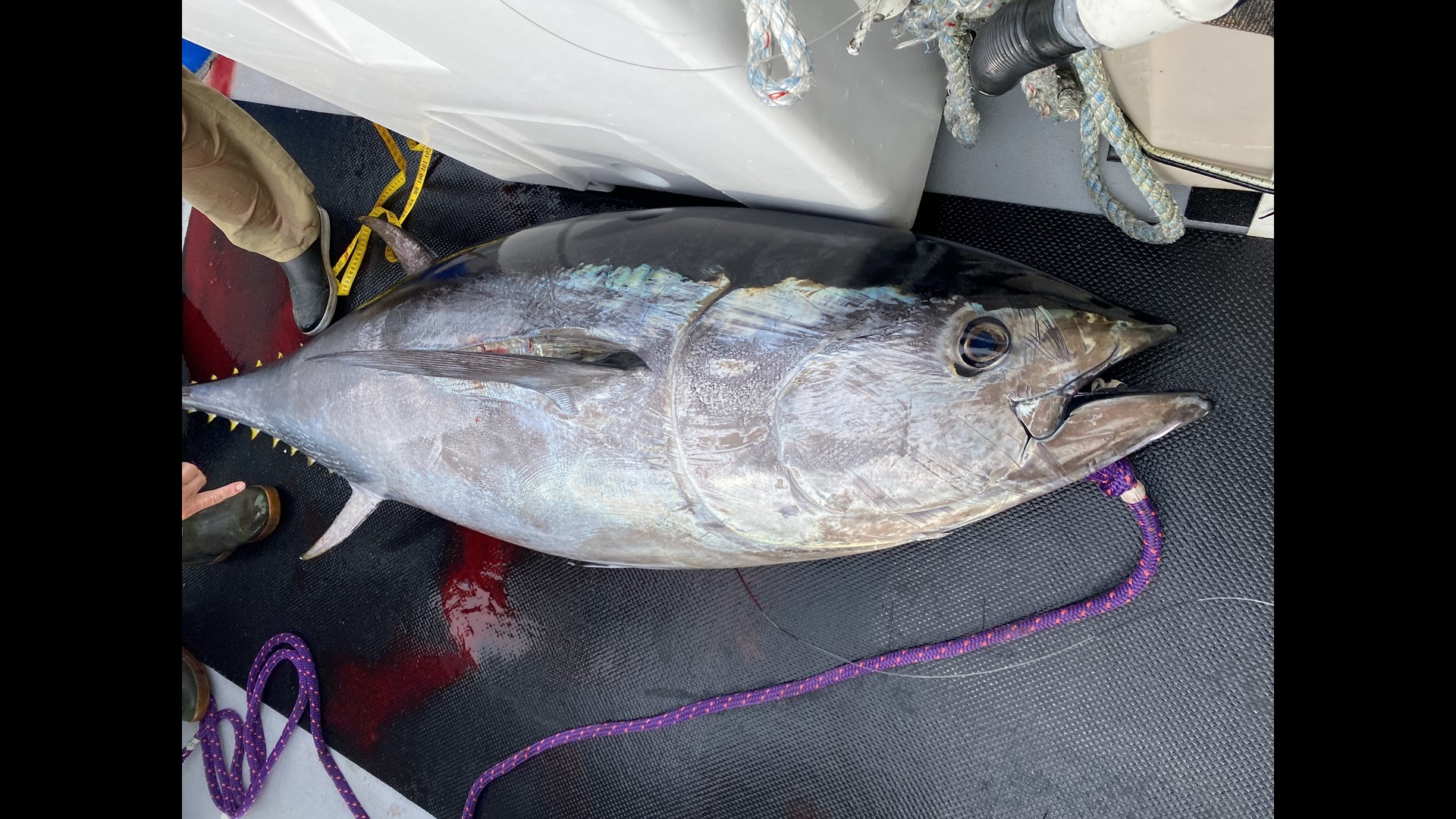 The tracking project will let researchers look into the lives of bluefin tuna on an unprecedented scale, unlocking secrets to how they survive in our changing world.