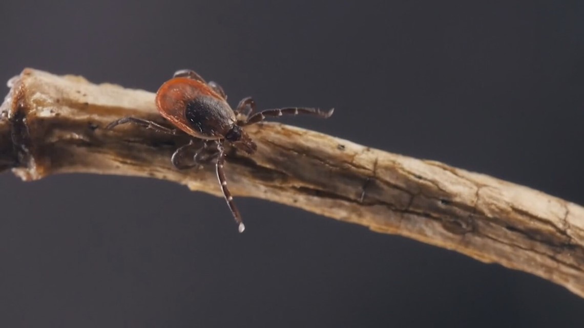 Maine ticks emerging in mild winter temperatures
