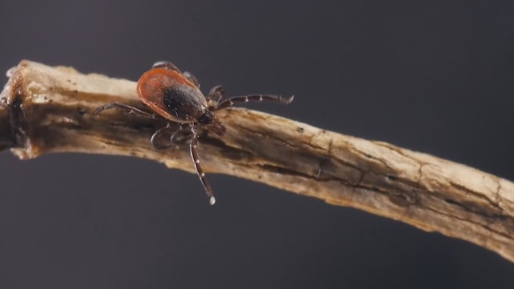 Ticks emerging in Maine's mild winter temperatures