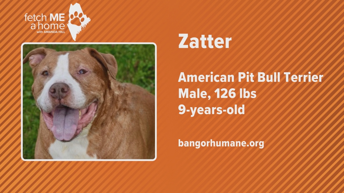 Fetch ME a Home: Meet Zatter