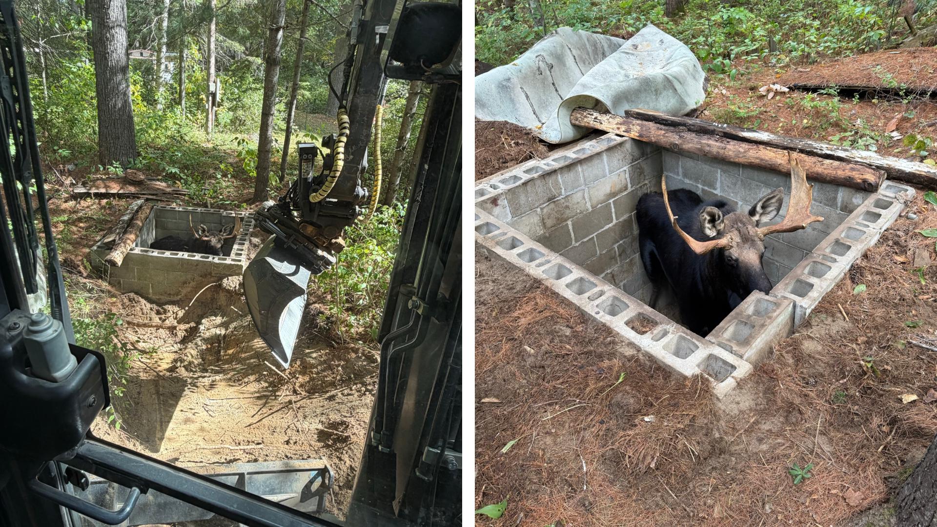 Team helps free bull moose trapped in well near Sugarloaf ...
