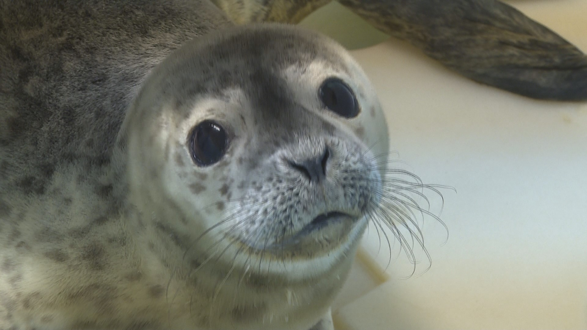 Four harbor seals have recently tested positive for avian influenza, according to Marine Mammals of Maine.