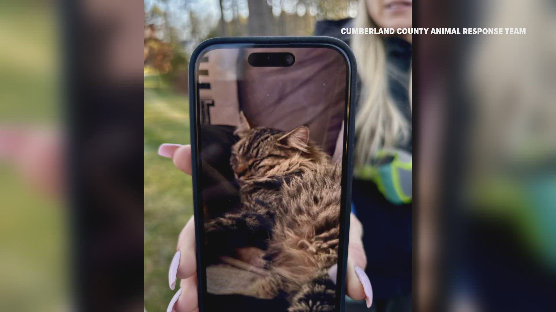 The community rallied to save Morgan, a tabby cat who was stuck in a storm drain for nearly two weeks.